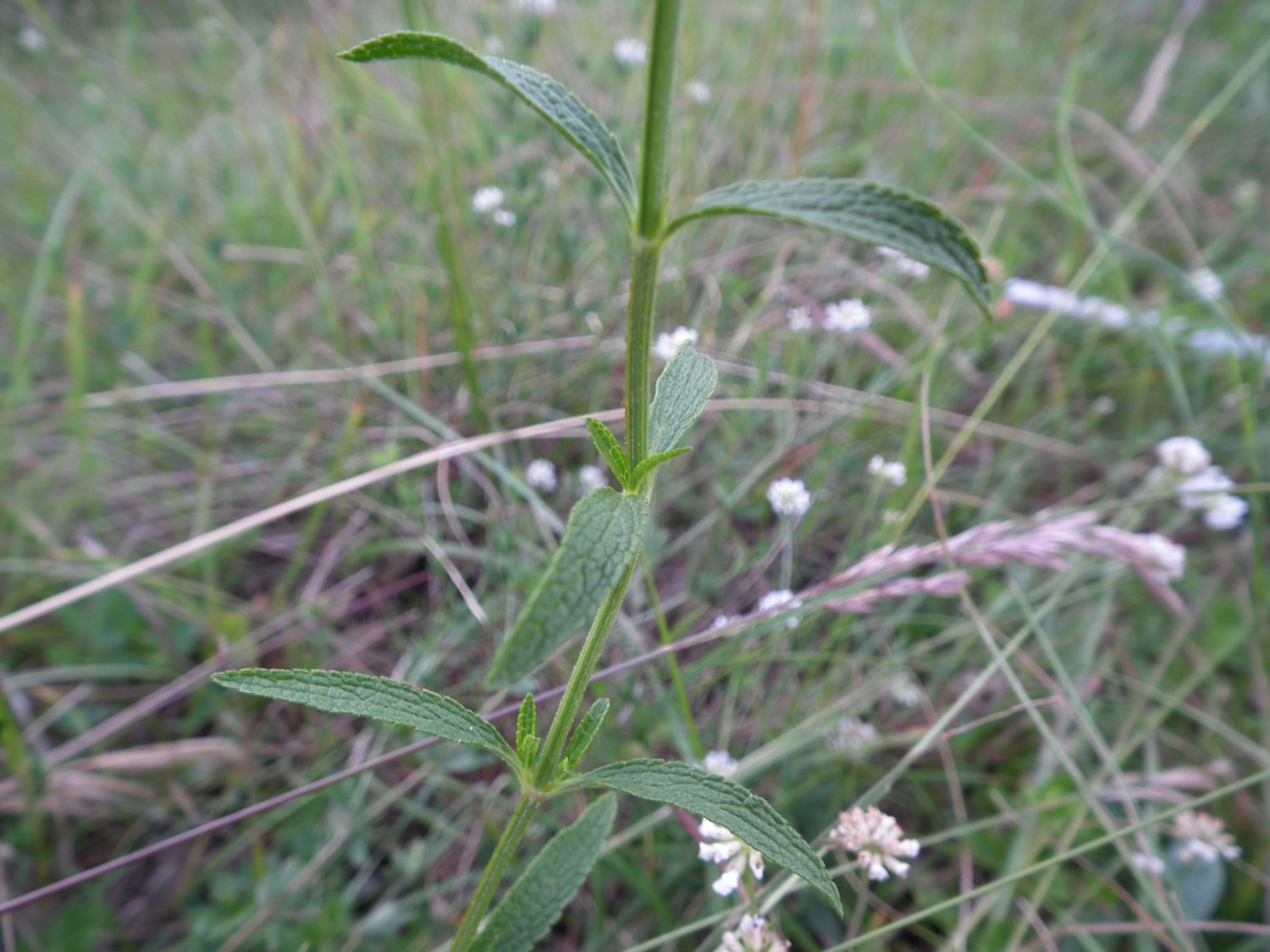 Stachys recta